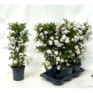 SOLANUM JASMINOIDES