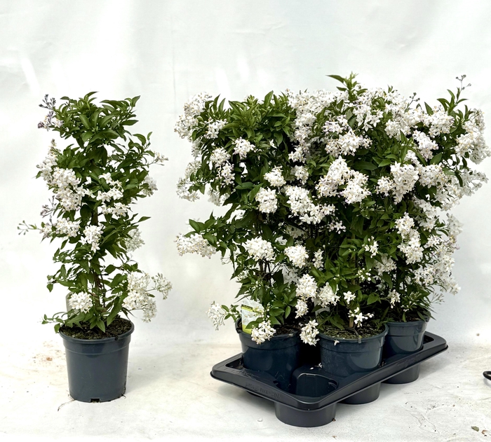 <h4>SOLANUM JASMINOIDES</h4>
