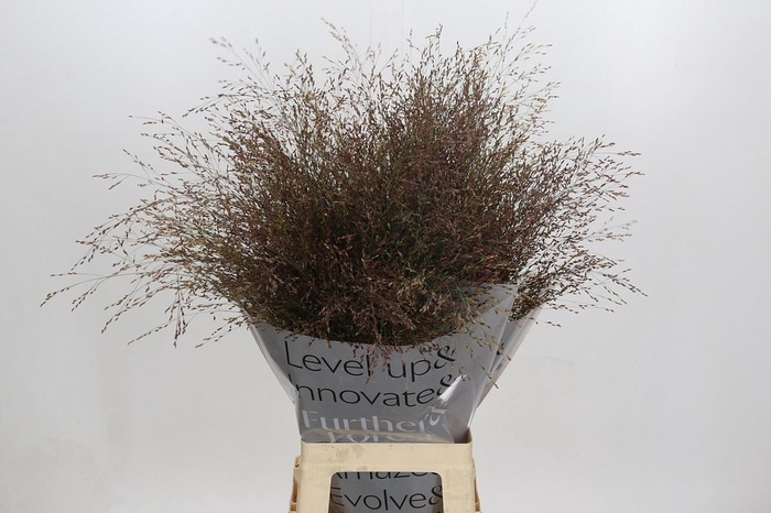 <h4>PANIC VI WARRIOR</h4>