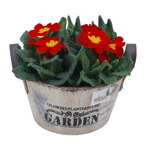 Primula ronde bak op kleur 417