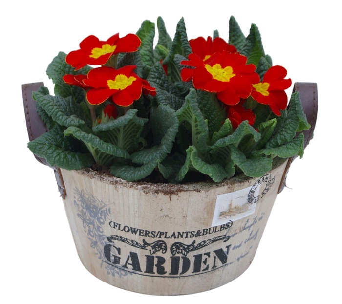 <h4>Primula ronde bak op kleur 417</h4>