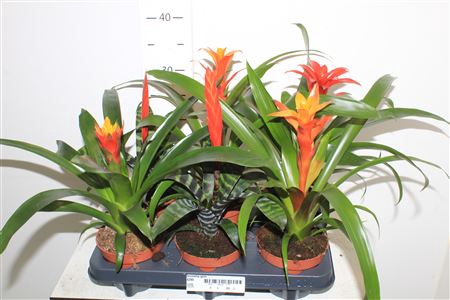 <h4>Bromelia Gem</h4>