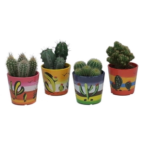 Cactus mix 8,5 cm in mexico sierpot