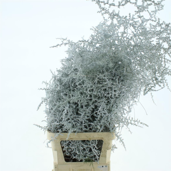 <h4>Asparagus Wild Bag Snow</h4>