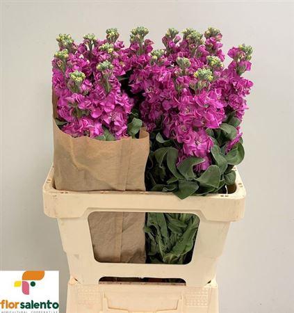 Matth Iron Rose Pink