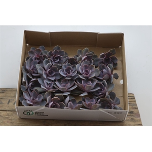 Echeveria Perle Van Nurnberg X20