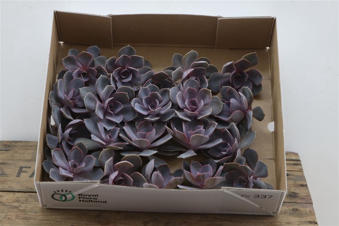 Echeveria Perle Van Nurnberg X20