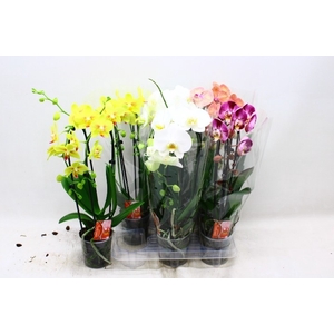 PHAL EL CASCADE