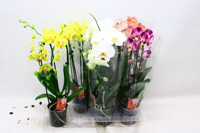 <h4>PHAL EL CASCADE</h4>