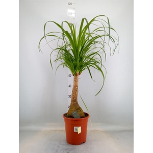 Beaucarnea recurvata