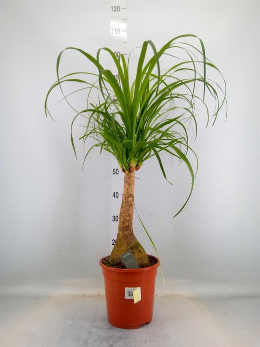 <h4>Beaucarnea recurvata</h4>