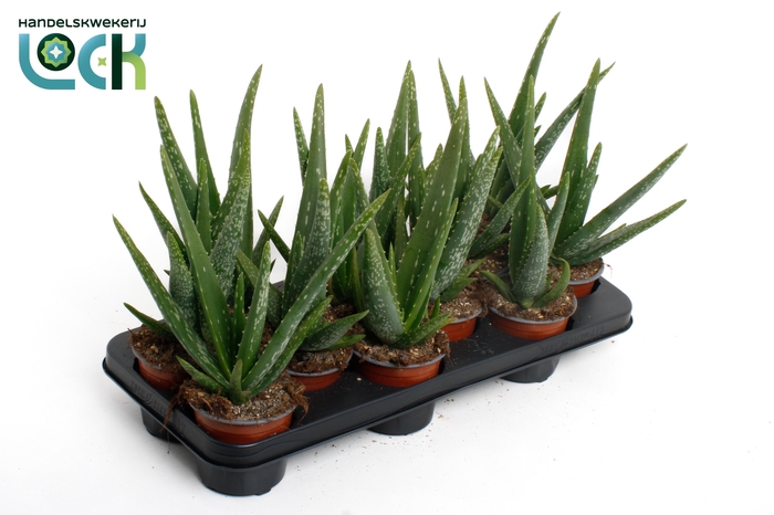 <h4>Aloe Vera</h4>