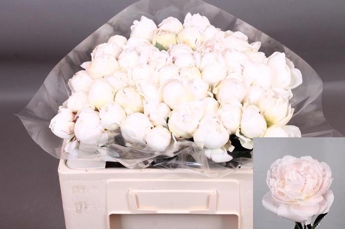 <h4>PAEO L ODILE</h4>