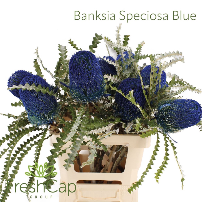 <h4>Banksia Speciosa Blue</h4>