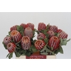 Banksia Coccinea
