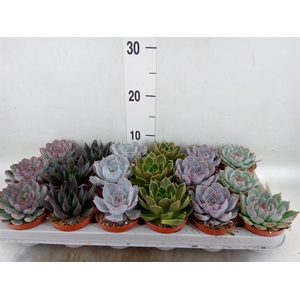 Echeveria   ...mix