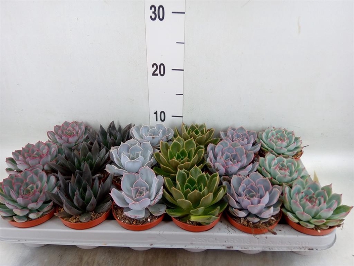<h4>Echeveria   ...mix</h4>
