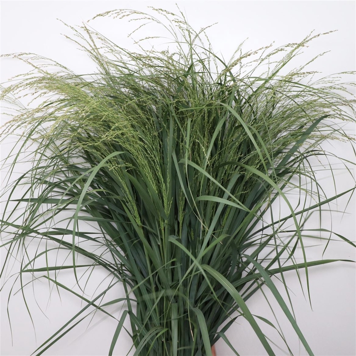 <h4>Panicum Dewey Blue</h4>