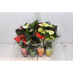 ANTHURIUM VARIADO P09