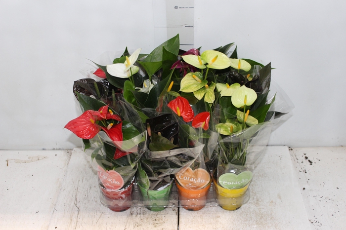 <h4>ANTHURIUM VARIADO P09</h4>