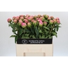 Paeonia Jacorma