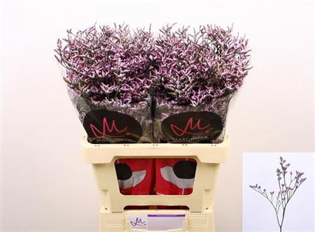 <h4>Lim Safora Lilac</h4>