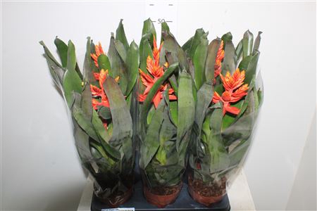 <h4>Aechmea Elegant Flames</h4>