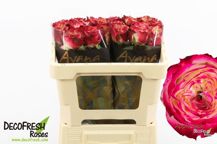 <h4>R Gr Apple jack</h4>