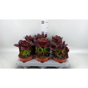 Aeonium arboreum 'Velours'