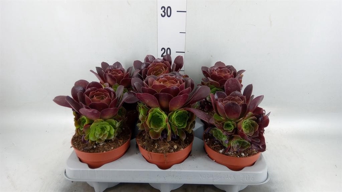 <h4>Aeonium arboreum 'Velours'</h4>