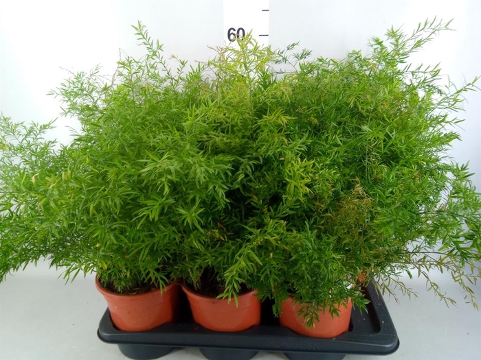 <h4>Asparagus dens. 'Cwebe'</h4>