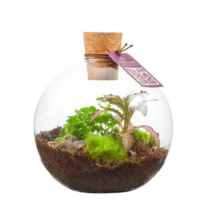 Wardians Terrarium - Orcus