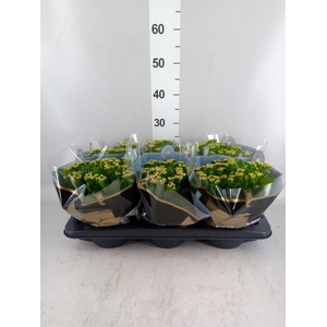 Kalanchoe blos. 'RosDon Nando'