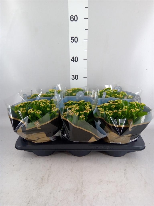 <h4>Kalanchoe blos. 'RosDon Nando'</h4>