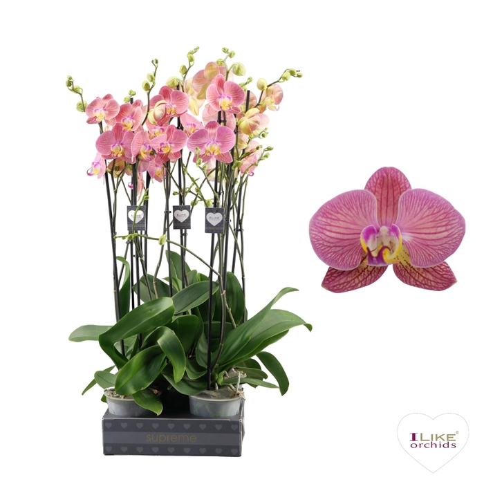 <h4>Phalaenopsis Paradox - 2 tak 70cm (Less Plastic)</h4>