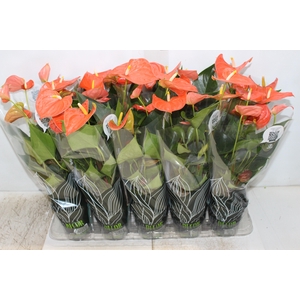 ANTHURIUM VARIADO P12