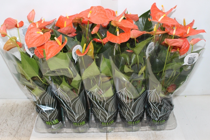 <h4>ANTHURIUM VARIADO P12</h4>