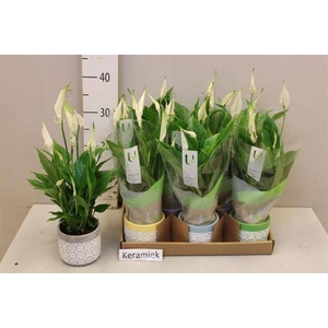 ARR SPATHIPHYLLUM
