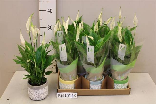 <h4>ARR SPATHIPHYLLUM</h4>