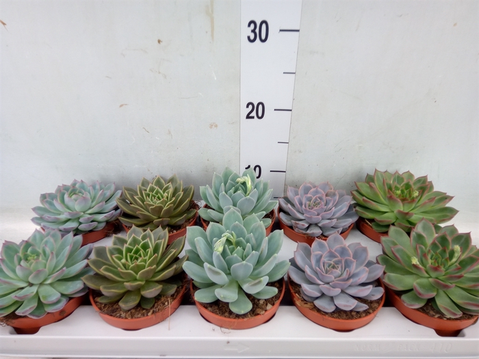 <h4>Echeveria   ...mix</h4>