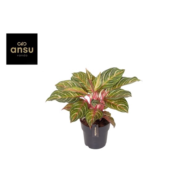 <h4>Aglaonema Dreamcatcher</h4>