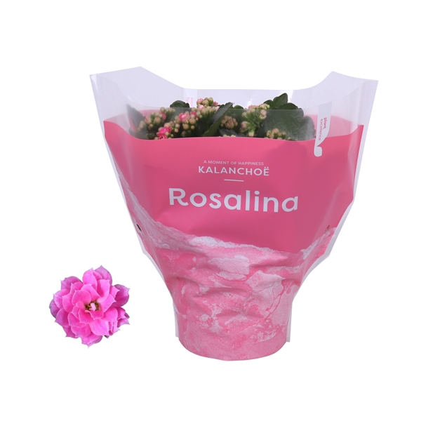 <h4>Kalanchoe Rosalina 15cm TST Don Nando, Roze hoes</h4>