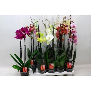 PHAL GEM 10 KL