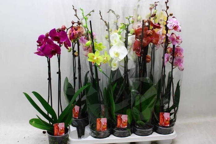 <h4>PHAL GEM 10 KL</h4>