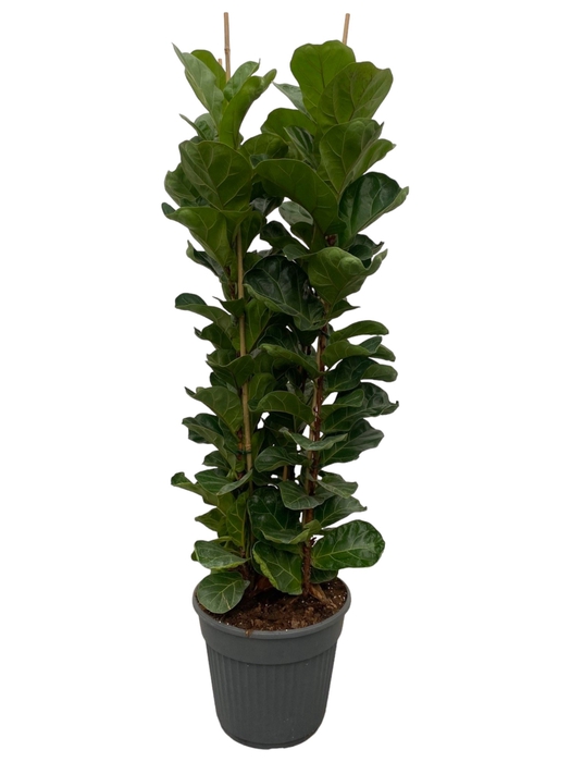 <h4>Ficus Lyrata Bambino</h4>