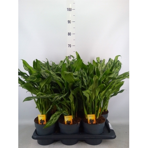 Aglaonema   ...