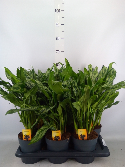 <h4>Aglaonema   ...</h4>