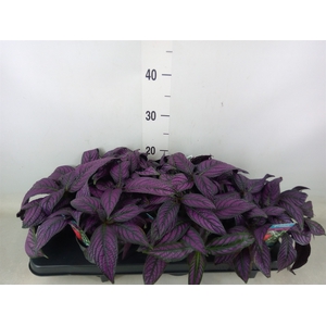 Strobilanthes