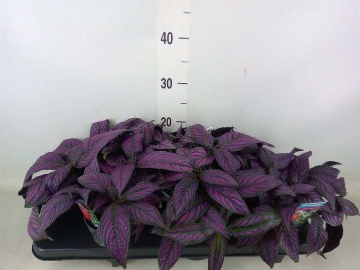 <h4>Strobilanthes</h4>
