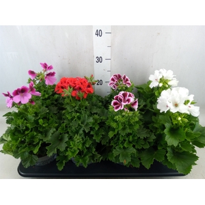 Pelargonium gran.   ...mix
